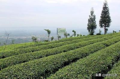 互聯網+蒙頂山茶 味獨珍茶業的數字化種植新篇章