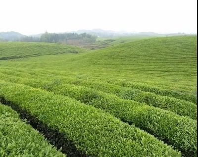 納雍高山茶 純凈生態鑄就的茶中珍品