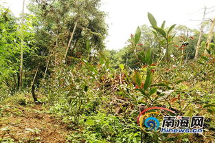 紫娟南渡五指山 新品種引種成功填補海南高端茶產業空白